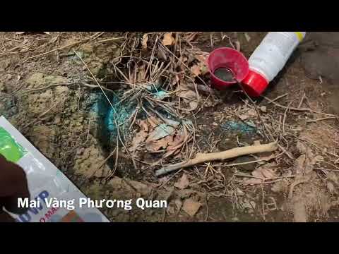 P12_mai vàng dáng thông_thuốc ngừa bệnh trên cây mai vàng|mai vàng bình lợi