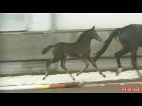 Lot  10 - Filly - Taurus x Leona (by Licosto)