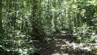 2015-10-11 Jungle near Curtain Fig, Yungaburra