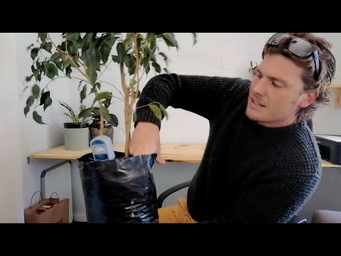 How dry can a Ficus Benjamina get? A look into watering a ficus Benjamina