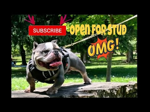 E.D.I. Mean out here looking magnificent,tap in for stud special