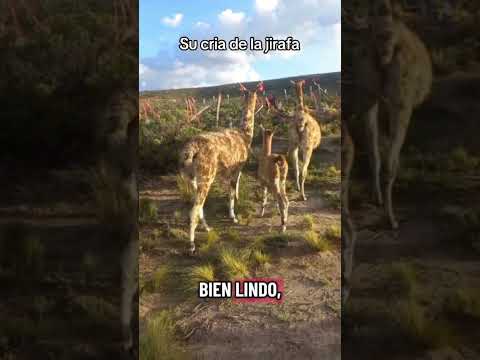 la jirafa es un llama muy bonita aquí en #curahuara_de_carangas #Oruro #bolivia