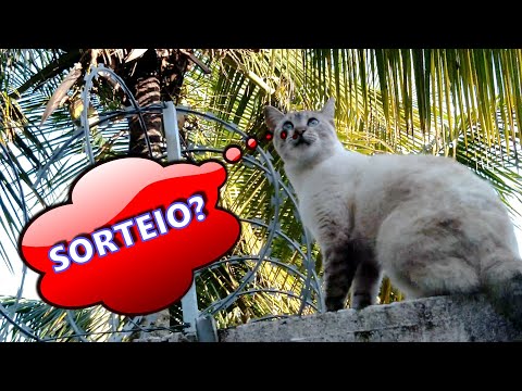 GATA FUJONA, PEIXES FESTEIROS E MUITO MAIS