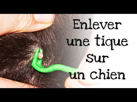 comment traiter les tiques sur un chien