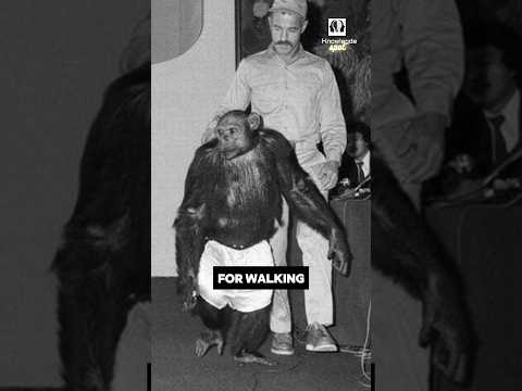 Oliver The Chimpanzee Had Human Habits 😲
