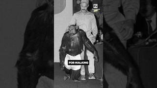 Oliver The Chimpanzee Had Human Habits 😲