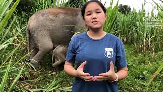 The newborn elephant of MaeNui is named by Patara’s daughter Sydney