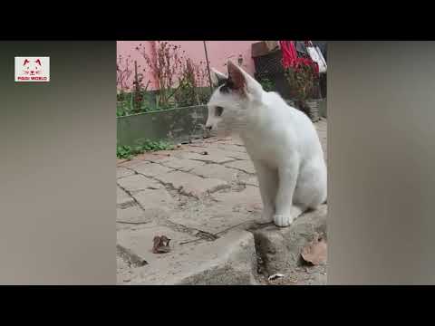 Pretty Cat Shorts Compilations😍🥰😘 part 4 || Cat Funny Videos 2022 || Funny animals || PIggi World