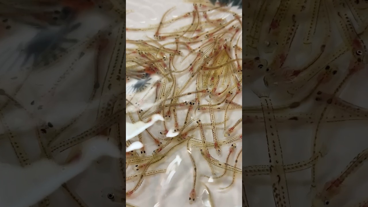 最後に白魚の踊り食いが食べたい！