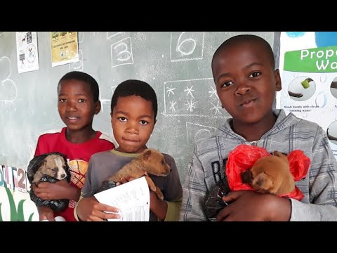 Spay and Neuter Cats and Dogs in Rural Eswatini