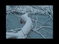 Rhye - Not Dying In Me (Official Audio)