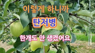 이렇게 하니까 사과 탄저병 한개도 안 생겼어요