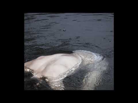 深藍兒童 IndigoChXXXren ft. YoungQueenz - "奧菲莉亞 Ophelia"