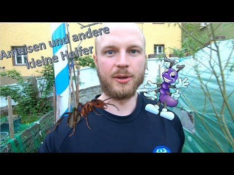 Ameisen & andere kleine Helfer - BSPT-Gartenprojekt, Quick-Tipp: 29.4.18 #BSPT