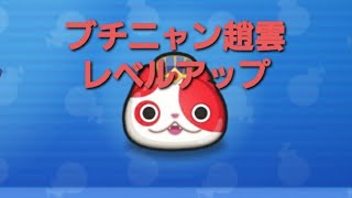 妖怪ウォッチぷにぷに・ブチニャン趙雲のレベルアップをしました。