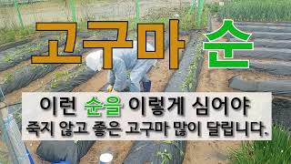 고구마 순 이렇게 심어야 중간 크기의 먹기 좋은 고구마 다 수확 할 수 있습니다. #주말농장 #고구마 잘 심…