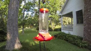 preview picture of video 'Hummingbird Feeding Frenzy'