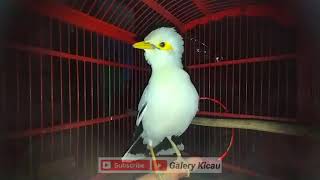 Download lagu Jalak Putih Macet bunyi Pasti nyaut Ikut gacor || pancingan jalak putih ampuh mp3