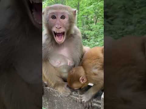 #LoveLymonkey #DanceMonkey / #FunnyMonkey /  #FunnyMonkey / #dancemonkey  Ept:182