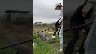 Download lagu Cewek Cantik Lomba Mancing Ikan Kerapu Besar #short #mancing #mancingmania #fishing #ikankerapu mp3