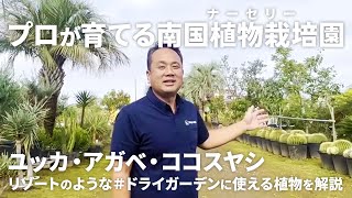 【植物栽培】ドライガーデンを彩る大人気植物ユッカ・アガベ・ココスヤシを北関東で育てる?寒い地域で南国植物を育てる農場をご紹介!【#ドライガーデン】
