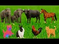 Cute Farm Animal Sounds Chicken Dog Sheep Cow Horse Cat Goat Animal Sounds