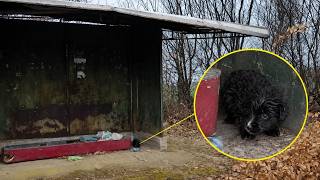This Tiny Puppy was Hiding under the Bus Stop