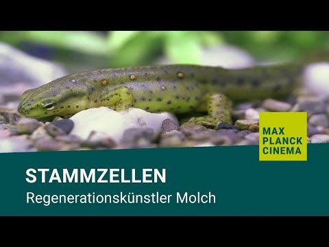 Stammzellen - Regenerationskünstler Molch