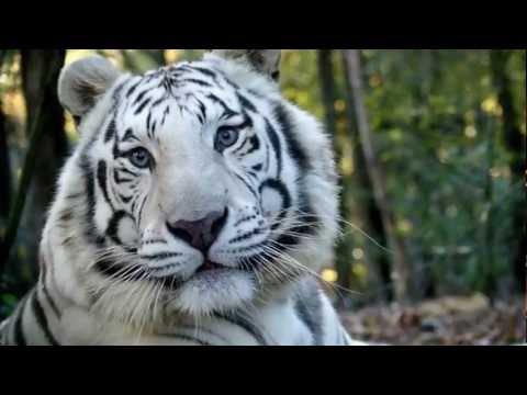 Vie Safari Visits Carolina Tiger Rescue
