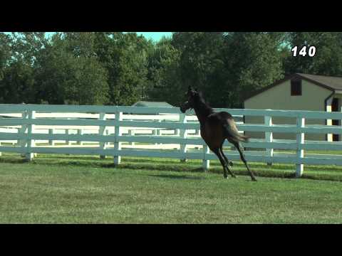 Hip #140 THATS ALL MONI (CANTAB HALL - MOM'S MILLIONAIRE)