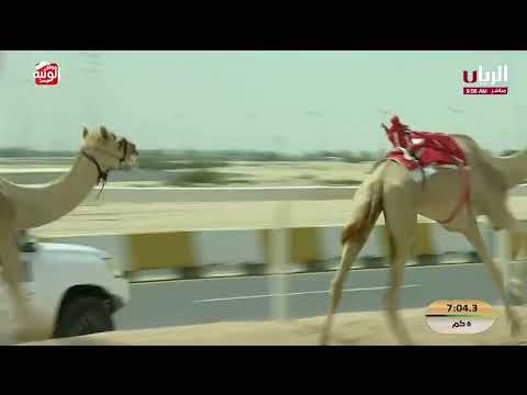 ش 27 (محبوبه) لـ محمد سالم بن كردوس عبيد العامري 9:13:92  ، مهرجان ختامي الشحانية 2026/04/22 إيذاع