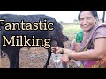 Viral Milk Milking
