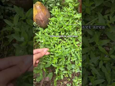 Known of herb bhringraj plant but not sure on identifying it.