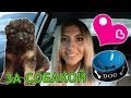 Решили купить собаку | VLOG #4 