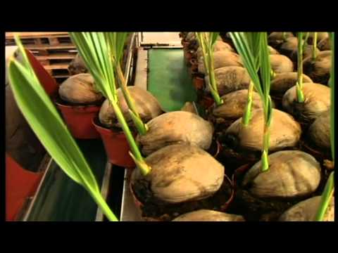 Convoyeur de tri Javo JAR - système breveté pour pots ronds avec tapis de regroupage_2