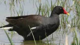 Download lagu SUARA PIKAT BURUNG MANDAR ( PELAN ), MORHEN BIRD...TRUD KREK... mp3