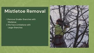 Strategies for Removing Mistletoes (Safely and Effectively) 🦠 Safeguarding Your Trees