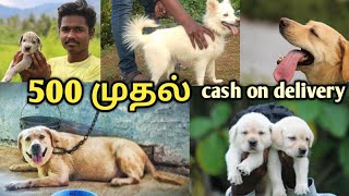 DOG FOR SALE | ALL PUPPYS SALES | LOWPRICE | tamilnadu dog kenel | yummy vlog tamil