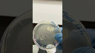 Environmental Sample - Microbial Ubiquity