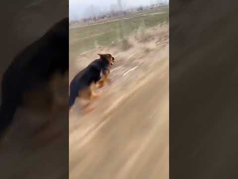 Kangal Vs Alabai vs Pitbull how will win #dog #americanbully #superdog #kangal #alabai #pitbull