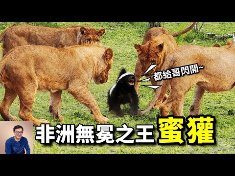 瓘 動物