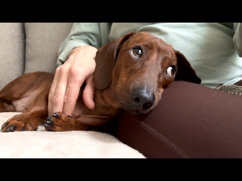 Your mini dachshund trusts you if he does these things