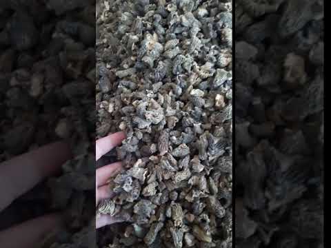 Сморчковая шапочка