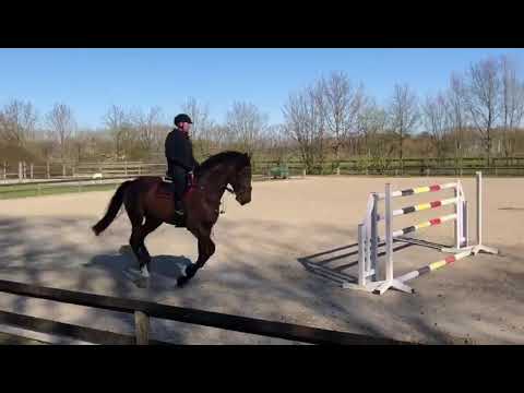 Hengst "Cherkasy" 6-jarige  (v. Comme Il Faut)  training @Roshoeve onder Pieter Kenis