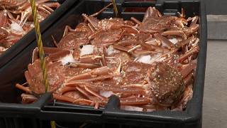 Is the crab dispute hurting prices in N.L.? This analyst weighs in
