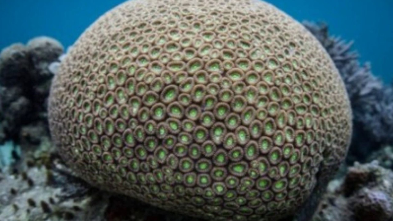 Relações ecológicas. Parte 1.   Sociedades e colônias