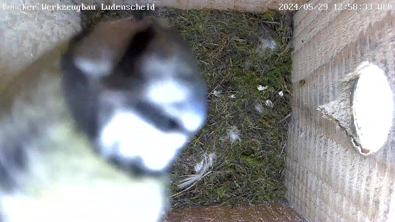 Die Gaga-Blaumeise verabschiedet sich standesgemäß! | 29.05.2024