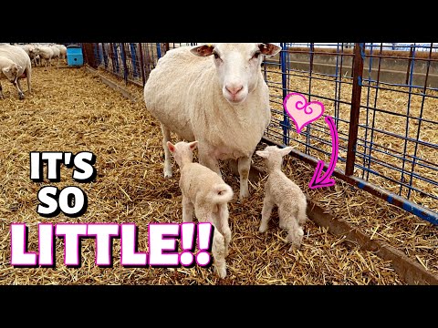 The LITTLE LAMB that COULD!😍 Vlog 308