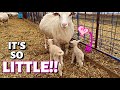The LITTLE LAMB that COULD!? Vlog 308