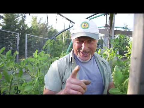 Comparing the micro climate in my veggie garden